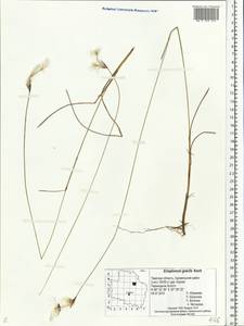 Eriophorum gracile Koch, Eastern Europe, North-Western region (E2) (Russia)