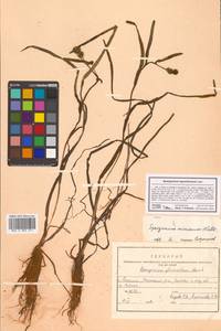 Sparganium hyperboreum Laest. ex Beurl., Siberia, Russian Far East (S6) (Russia)