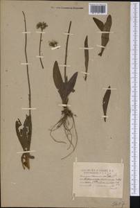 Hieracium compositum Lapeyr., America (AMER) (United States)