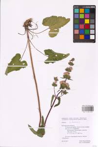 MHA 0 006 648, Phlomoides tuberosa (L.) Moench, Eastern Europe, Central forest-and-steppe region (E6) (Russia)