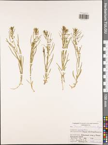 Thesium ebracteatum Hayne, Eastern Europe, Central region (E4) (Russia)