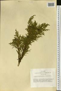 Juniperus pseudosabina Fisch. & C.A.Mey., Siberia, Altai & Sayany Mountains (S2) (Russia)