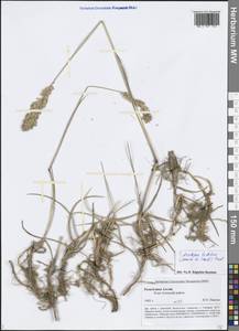 Arctopoa tibetica (Munro ex Stapf) Prob., Siberia, Altai & Sayany Mountains (S2) (Russia)