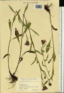 Centaurea jacea L., Eastern Europe, Latvia (E2b) (Latvia)