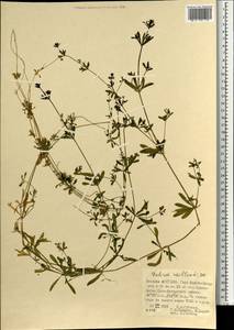 Galium spurium subsp. spurium, Mongolia (MONG) (Mongolia)
