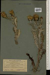 Cousinia pterocaulos (C. A. Mey.) Rech. fil., Caucasus, Azerbaijan (K6) (Azerbaijan)