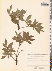 Salix pseudopentandra (Flod.) Flod., Siberia, Chukotka & Kamchatka (S7) (Russia)