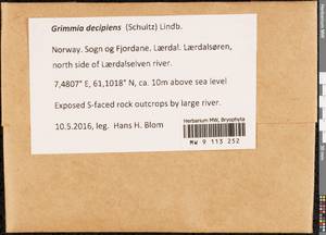 Grimmia decipiens (Schultz) Lindb., Bryophytes, Bryophytes - Western Europe (BEu) (Norway)