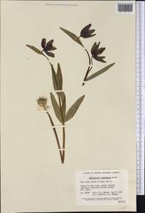 Fritillaria affinis (Schult. & Schult.f.) Sealy, America (AMER) (Canada)