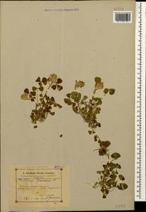 Trifolium spumosum L., Caucasus, Azerbaijan (K6) (Azerbaijan)