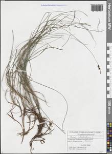 Carex globularis L., Eastern Europe, Middle Volga region (E8) (Russia)