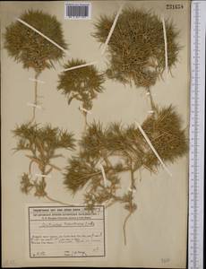 Ceratocarpus arenarius L., Middle Asia, Syr-Darian deserts & Kyzylkum (M7) (Kazakhstan)