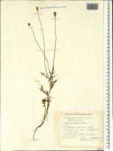 Papaver arenarium M. Bieb., Caucasus, Stavropol Krai, Karachay-Cherkessia & Kabardino-Balkaria (K1b) (Russia)