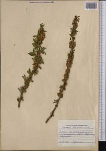 Prunus prostrata var. concolor (Boiss.) Lipsky, Middle Asia, Western Tian Shan & Karatau (M3) (Kazakhstan)