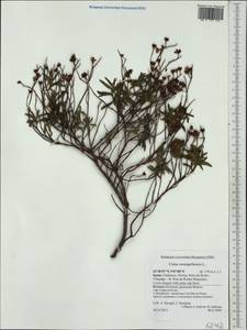 Cistus monspeliensis L., Western Europe (EUR) (Spain)