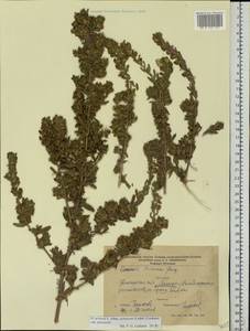 Ononis spinosa subsp. hircina (Jacq.)Gams, Eastern Europe, South Ukrainian region (E12) (Ukraine)