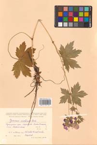 Geranium platyanthum Duthie, Siberia, Russian Far East (S6) (Russia)