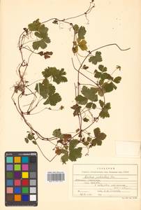 Rubus pedatus Sm., Siberia, Russian Far East (S6) (Russia)