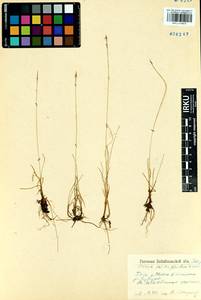 Carex microglochin Wahlenb., Siberia, Baikal & Transbaikal region (S4) (Russia)