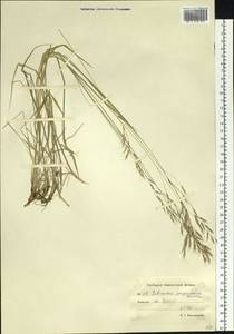 Schizachne purpurascens (Torr.) Swallen, Siberia, Chukotka & Kamchatka (S7) (Russia)