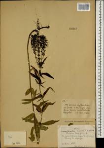 Veronica longifolia L., Mongolia (MONG) (Mongolia)