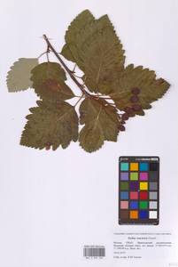 Hedlundia armeniaca (Hedl.) Mezhenskyj, Eastern Europe, Moscow region (E4a) (Russia)