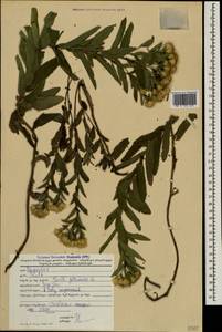 Pentanema germanicum (L.) D. Gut. Larr., Santos-Vicente, Anderb., E. Rico & M. M. Mart. Ort., Caucasus, Georgia (K4) (Georgia)
