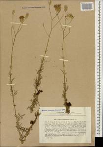 Crupina crupinastrum (Moris) Vis., Caucasus, Georgia (K4) (Georgia)