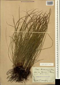 Carex humilis Leyss., Caucasus, Stavropol Krai, Karachay-Cherkessia & Kabardino-Balkaria (K1b) (Russia)