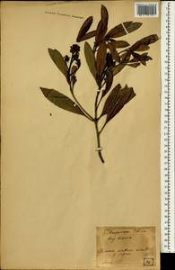 Pittosporum tobira (Murray) Aiton fil., South Asia, South Asia (Asia outside ex-Soviet states and Mongolia) (ASIA) (Japan)