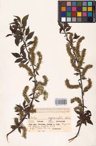 Salix myrsinifolia Salisb., Eastern Europe, Middle Volga region (E8) (Russia)