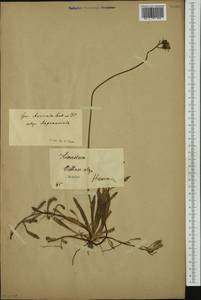 Pilosella floribunda (Wimm. & Grab.) Fr., Western Europe (EUR)