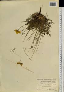 Oreomecon radicatum subsp. radicatum, Siberia, Central Siberia (S3) (Russia)
