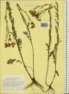 Jacobaea vulgaris subsp. vulgaris, Caucasus, Stavropol Krai, Karachay-Cherkessia & Kabardino-Balkaria (K1b) (Russia)