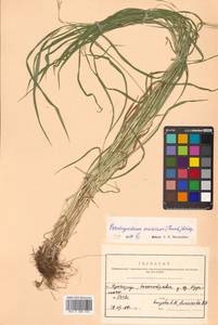 Brachypodium sylvaticum (Huds.) P.Beauv., Siberia, Russian Far East (S6) (Russia)