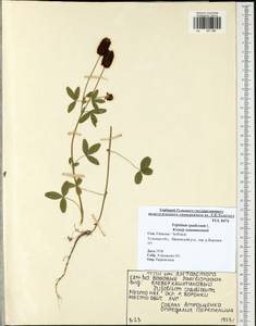 Trifolium spadiceum L., Eastern Europe, Central region (E4) (Russia)