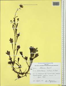 Arctanthemum arcticum (L.) Tzvelev, Siberia, Russian Far East (S6) (Russia)