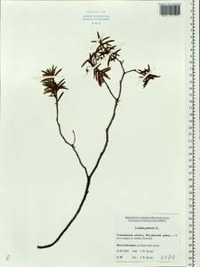Rhododendron tomentosum (Stokes) Harmaja, Siberia, Russian Far East (S6) (Russia)