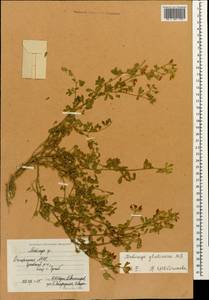 Medicago sativa subsp. glomerata (Balb.) Rouy, Caucasus, Dagestan (K2) (Russia)