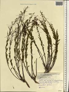 Scrophularia cretacea Fisch., Eastern Europe, North Ukrainian region (E11) (Ukraine)