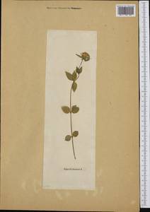 Asperula taurina L., Western Europe (EUR) (Not classified)