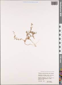 Polygonum polycnemoides Jaub. & Spach, Middle Asia, Pamir & Pamiro-Alai (M2) (Kyrgyzstan)
