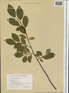 Salix caprea L., Siberia, Western Siberia (S1) (Russia)