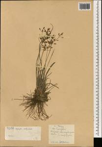 Fimbristylis dichotoma (L.) Vahl, South Asia, South Asia (Asia outside ex-Soviet states and Mongolia) (ASIA) (China)