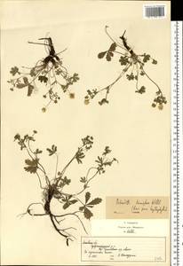 Potentilla humifusa Willd., Eastern Europe, Moscow region (E4a) (Russia)