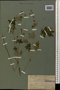 Geranium collinum Stephan ex Willd., Caucasus, Armenia (K5) (Armenia)