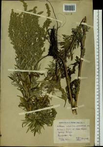 Artemisia vulgaris L., Siberia, Western (Kazakhstan) Altai Mountains (S2a) (Kazakhstan)