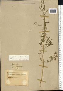 Lepidium sativum L., Eastern Europe, South Ukrainian region (E12) (Ukraine)