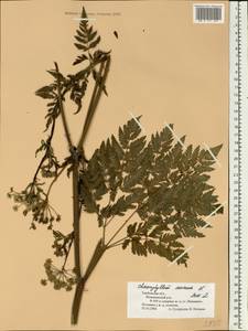 Chaerophyllum aureum L., Eastern Europe, Central forest-and-steppe region (E6) (Russia)