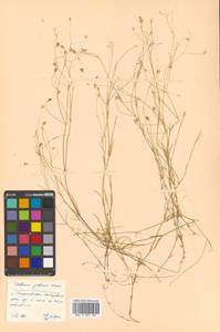 Stellaria filicaulis Makino, Siberia, Russian Far East (S6) (Russia)